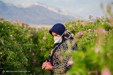 آغاز برداشت گل محمدی و گلاب گیری - میمند فارس