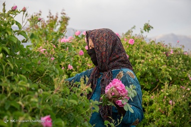 آغاز برداشت گل محمدی و گلاب گیری - میمند فارس