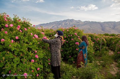 آغاز برداشت گل محمدی و گلاب گیری - میمند فارس