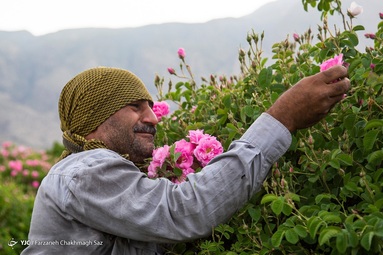 آغاز برداشت گل محمدی و گلاب گیری - میمند فارس