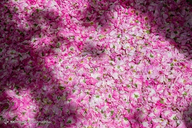 آغاز برداشت گل محمدی و گلاب گیری - میمند فارس