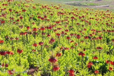 دشت لاله های واژگون - منطقه حفاظت شده کوهرنگ
