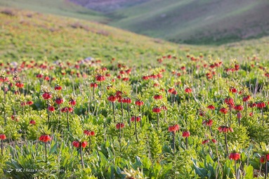 دشت لاله های واژگون - منطقه حفاظت شده کوهرنگ