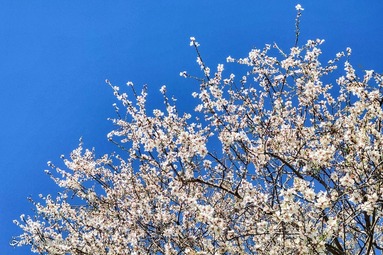 شکوفه‌های بهاری - قزوین