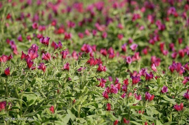 برداشت گل گاو زبان توسط روستاییان منطقه اشکورات رحیم آباد رودسر - گیلان
