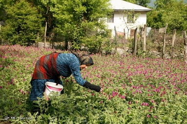 برداشت گل گاو زبان توسط روستاییان منطقه اشکورات رحیم آباد رودسر - گیلان