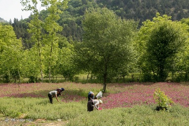 برداشت گل گاو زبان توسط روستاییان منطقه اشکورات رحیم آباد رودسر - گیلان