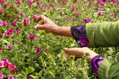 برداشت گل گاو زبان توسط روستاییان منطقه اشکورات رحیم آباد رودسر - گیلان
