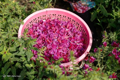 برداشت گل گاو زبان توسط روستاییان منطقه اشکورات رحیم آباد رودسر - گیلان