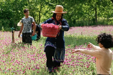 برداشت گل گاو زبان توسط روستاییان منطقه اشکورات رحیم آباد رودسر - گیلان