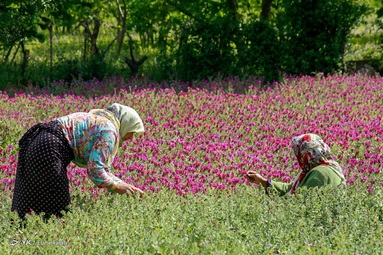 برداشت گل گاو زبان توسط روستاییان منطقه اشکورات رحیم آباد رودسر - گیلان