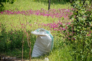 برداشت گل گاو زبان توسط روستاییان منطقه اشکورات رحیم آباد رودسر - گیلان