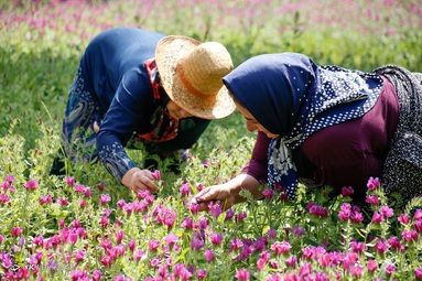 برداشت گل گاو زبان توسط روستاییان منطقه اشکورات رحیم آباد رودسر - گیلان