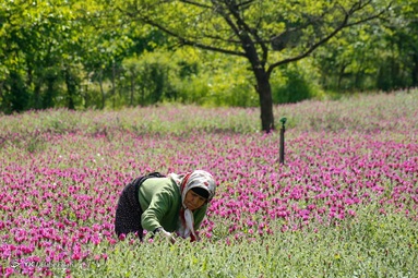 برداشت گل گاو زبان توسط روستاییان منطقه اشکورات رحیم آباد رودسر - گیلان
