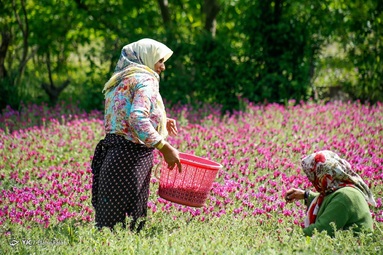 برداشت گل گاو زبان توسط روستاییان منطقه اشکورات رحیم آباد رودسر - گیلان