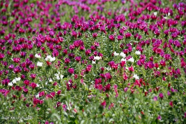 برداشت گل گاو زبان توسط روستاییان منطقه اشکورات رحیم آباد رودسر - گیلان