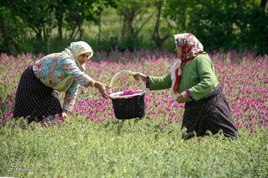 برداشت گل گاو زبان توسط روستاییان منطقه اشکورات رحیم آباد رودسر - گیلان