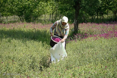 برداشت گل گاو زبان توسط روستاییان منطقه اشکورات رحیم آباد رودسر - گیلان
