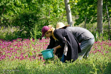 برداشت گل گاو زبان توسط روستاییان منطقه اشکورات رحیم آباد رودسر - گیلان