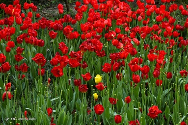 باغ ایرانی، بهشتی برای پایتخت نشینان