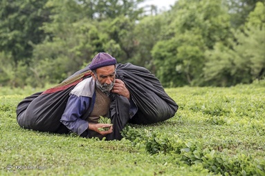 برداشت برگ سبز چای - گیلان