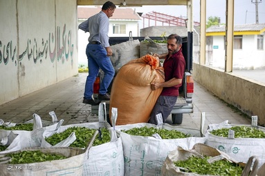 برداشت برگ سبز چای - گیلان