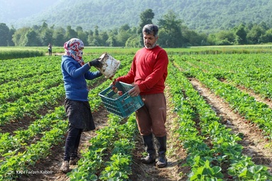 برداشت توت فرهنگی - گلستان