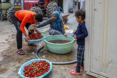 برداشت توت فرهنگی - گلستان