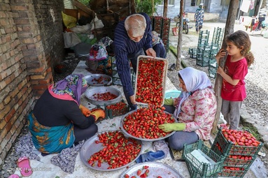 برداشت توت فرهنگی - گلستان