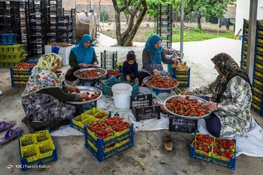 برداشت توت فرهنگی - گلستان