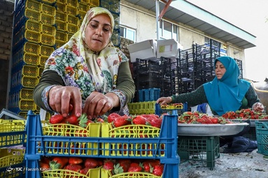 برداشت توت فرهنگی - گلستان