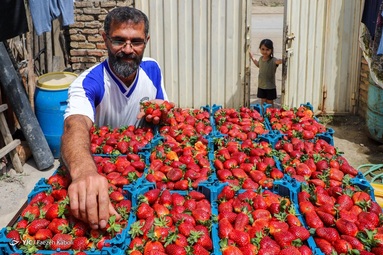 برداشت توت فرهنگی - گلستان
