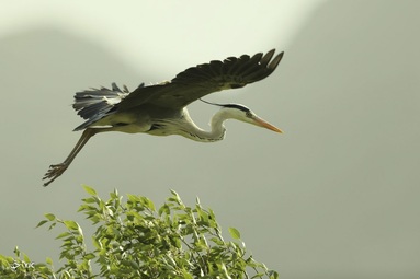 چین