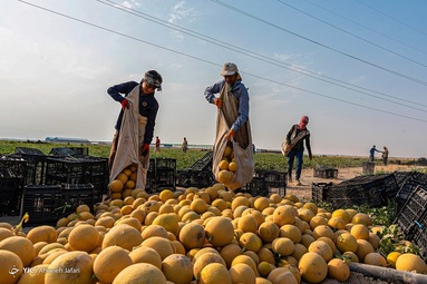 آغاز برداشت طالبی از مزارع استان بوشهر