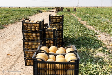 آغاز برداشت طالبی از مزارع استان بوشهر