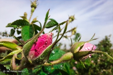 برداشت گل محمدی از باغات ساوجبلاغ