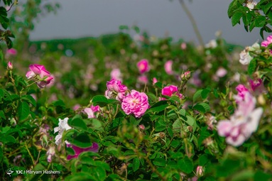 برداشت گل محمدی از باغات ساوجبلاغ