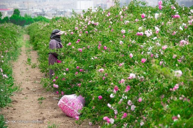 برداشت گل محمدی از باغات ساوجبلاغ