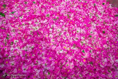 برداشت گل محمدی از باغات ساوجبلاغ