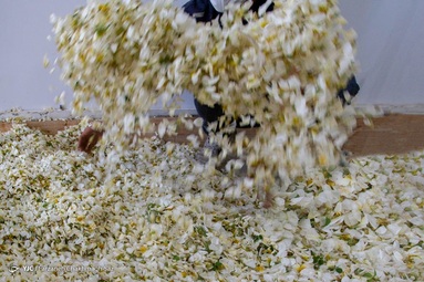 برداشت و عرق گیری  گل نسترن - شیراز