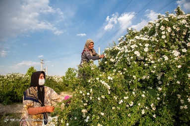 برداشت و عرق گیری  گل نسترن - شیراز