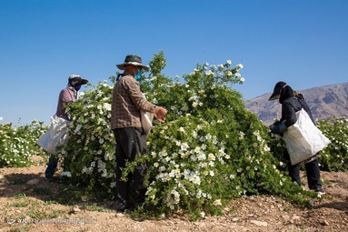 برداشت و عرق گیری  گل نسترن - شیراز