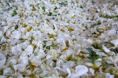 برداشت و عرق گیری  گل نسترن - شیراز