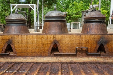 برداشت و عرق گیری  گل نسترن - شیراز