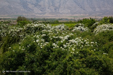 برداشت و عرق گیری  گل نسترن - شیراز