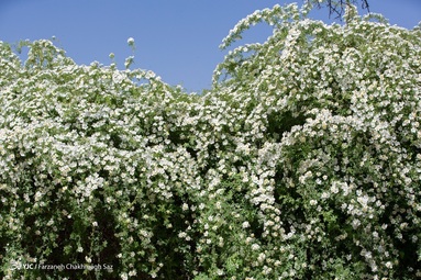 برداشت و عرق گیری  گل نسترن - شیراز