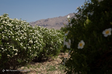 برداشت و عرق گیری  گل نسترن - شیراز