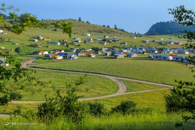 برداشت گیاه دارویی گل گاوزبان - ییلاقات گلستان