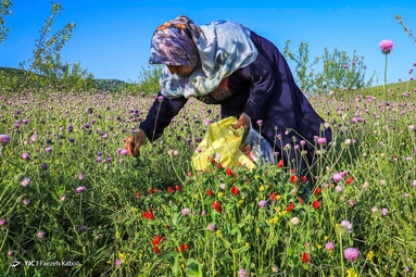 برداشت گیاه دارویی گل گاوزبان - ییلاقات گلستان