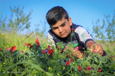 برداشت گیاه دارویی گل گاوزبان - ییلاقات گلستان